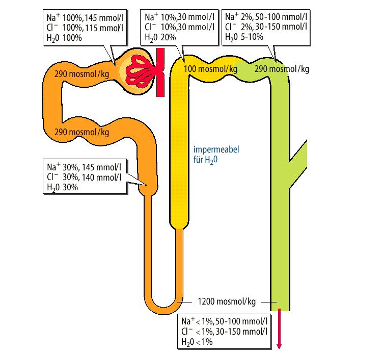 Glomeruláris filtrátum Vizelet Volumen 180 l/nap 1.