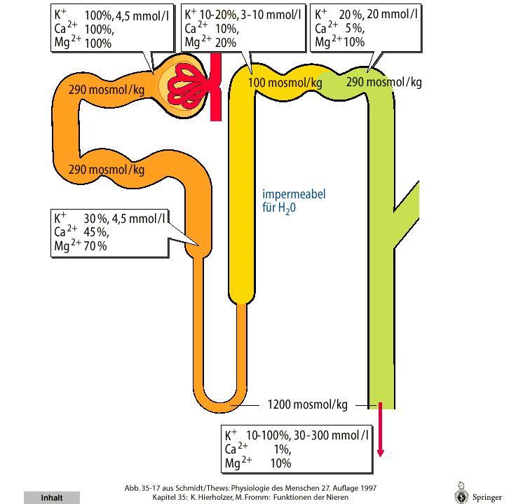 Clearance (Tanulási támpont: 55) C= U x Vu / P GFR= U x Vu / P (Inulin, Kretainin) Példa: Kreatininkonzetráció a plazmában (P) 0,1 mmol/l, a vizeletben (U) 5