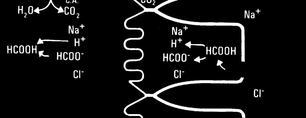 Na + - CI -