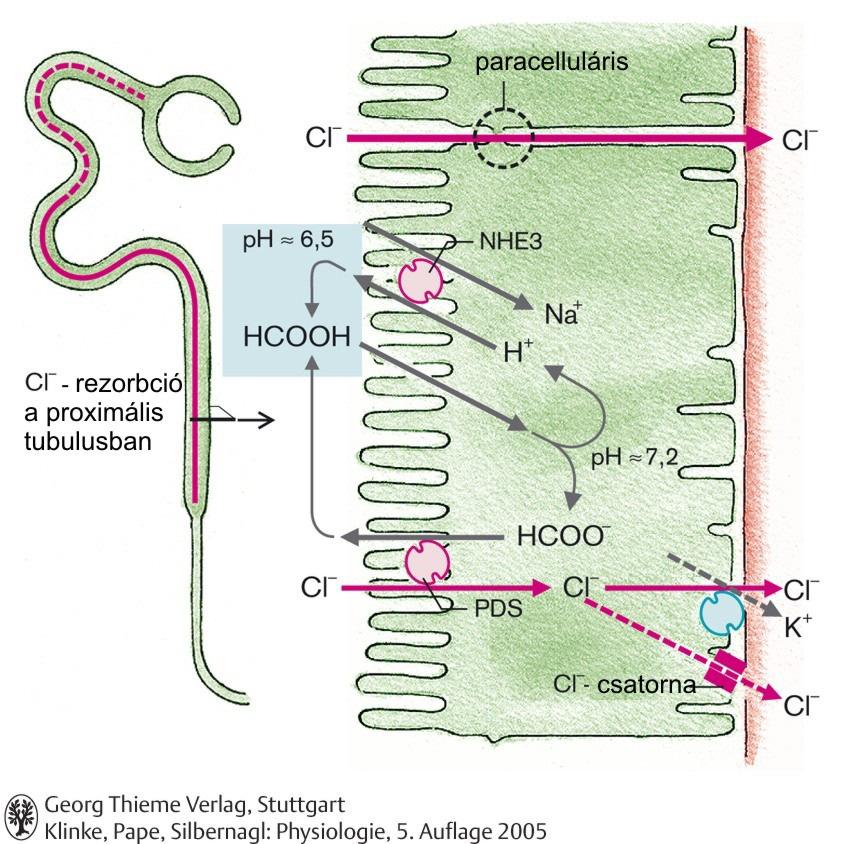 METABOLIKUS REAKCIÓK