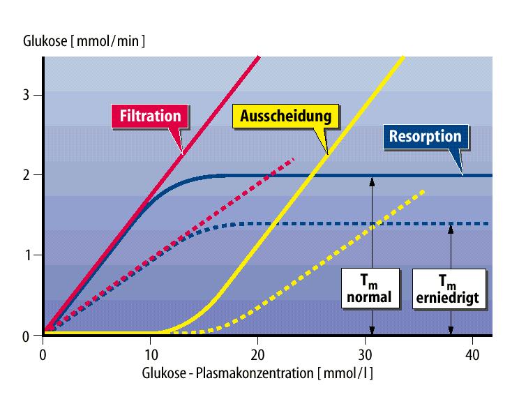 Glukóz (mmol/min)