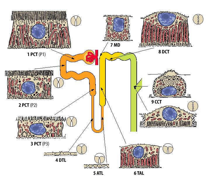 1. Erősen víz-permeabilis epithelium (proximális tubulus) 1.