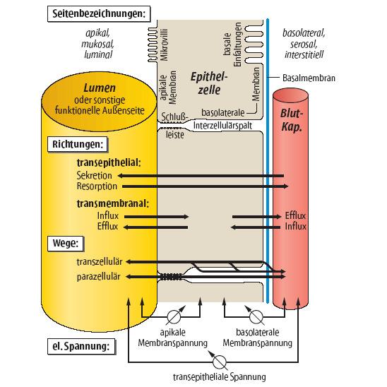 Transzepithelális transzport: 2 membrán 3 kompartment modell