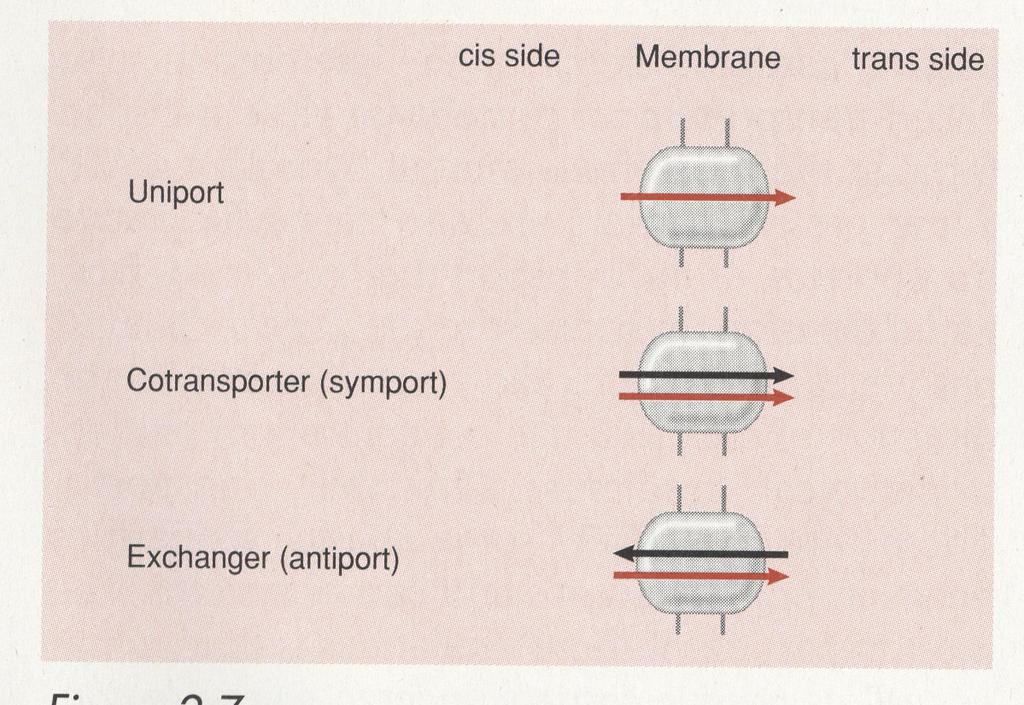 mirigyek, Plexus choroideus Solvent drag mechanizmus