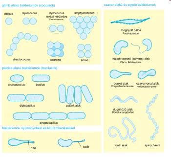 A baktériumok alakja és mérete