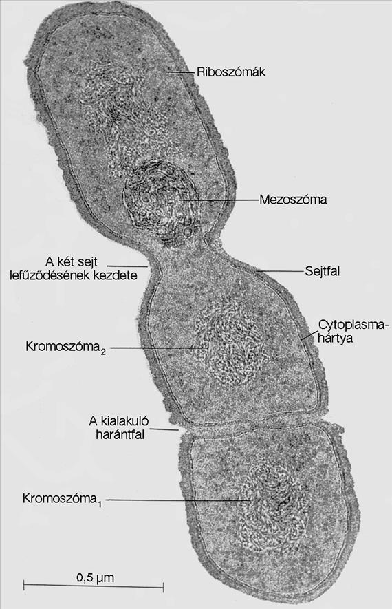 SZAPORODÁSUK A többsejtű szervezetektől eltérően a baktériumsejtek méretének növekedése és