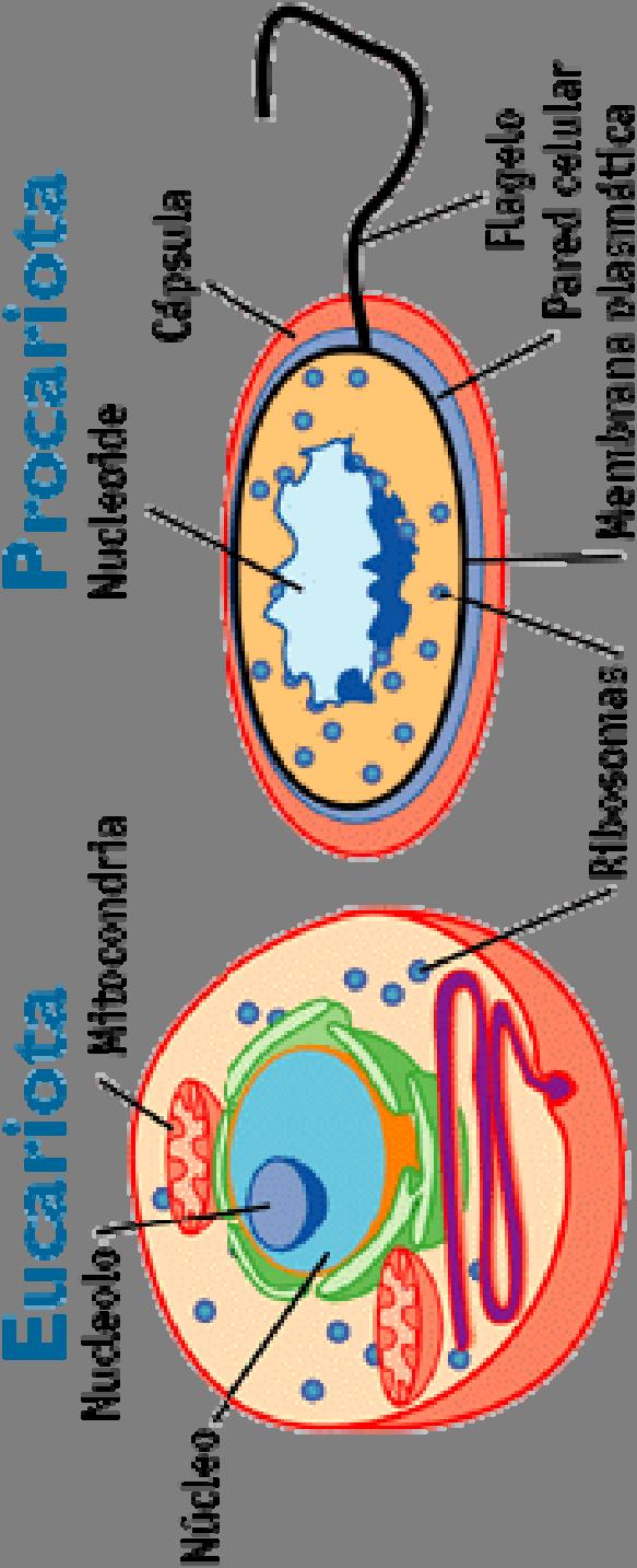 A baktériumok prokarióta szervezetek,