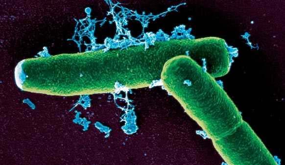 A Föld minden élőhelyén megtalálhatóak a baktériumok: vízben, szárazföldön vagy a levegőben, még mélytengeri hőforrásokban