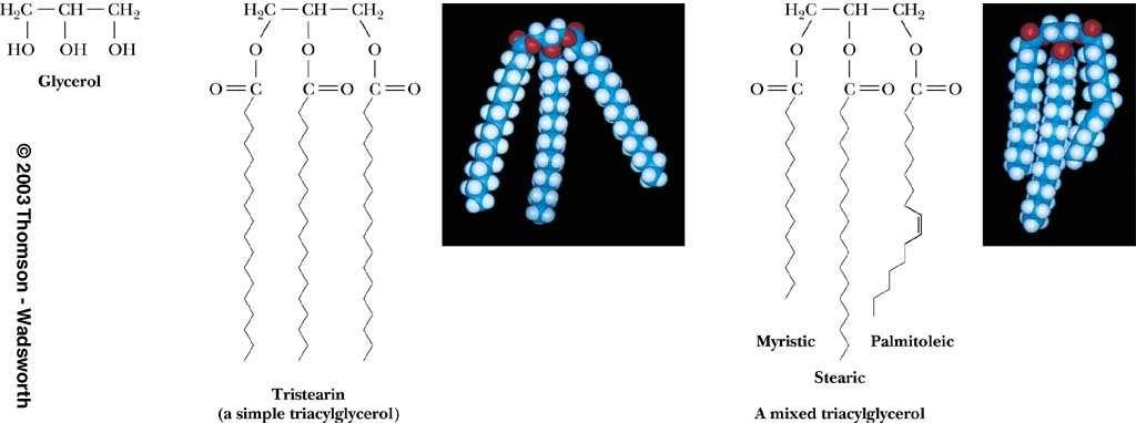 Moät vaøi tính chaát ñaëc tröng cuûa acid beùo Ba goác acid beùo lieân keát ester vôùi glycerol Thöôøng chöùa 2 hoaëc 3 loaïi goác acid beùo khaùc nhau Môõ