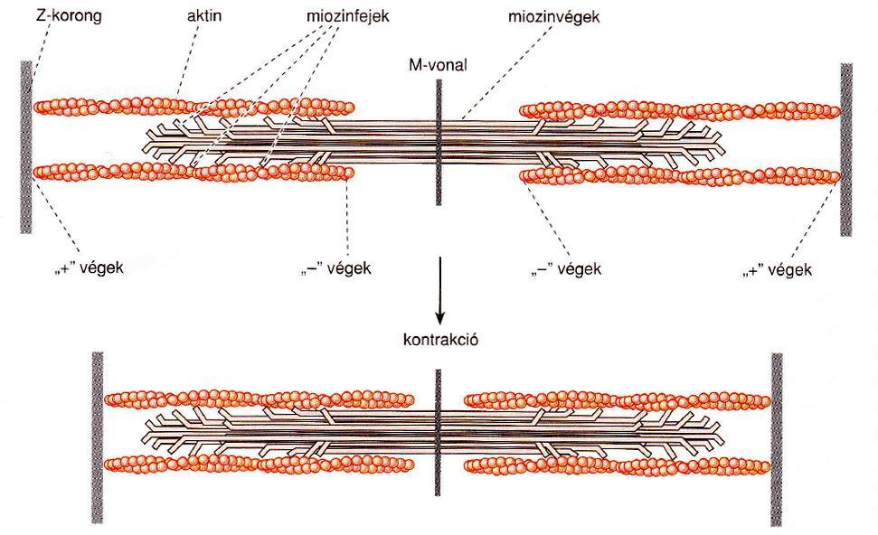 A konvencionális miozin szerepe az összehúzódásban Miozin II (konvencionális