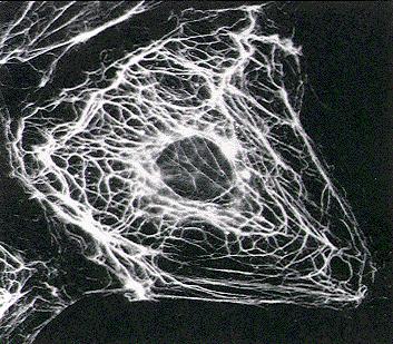 !! Szerveződése: monomer párhuzamos dimer antiparallel tetramer protofilamentum protofibrillum intermedier filamentum