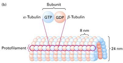A mikrotubulusok α és β tubulin = tubulin dimer 13 protofilamentum