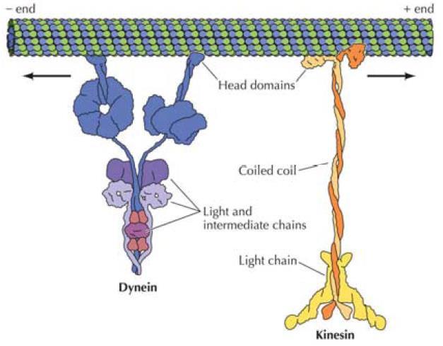 - csillók, ostorok - vezikuláris transzport A mikrotubulusok motorfehérjéi és szerepük az intracelluláris transzportokban