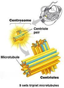 A citocentrum (sejtközpont) Citocentrum = sejtközpont = mikrotubulus organizáló centrum (MTOC) = centroszóma 2 centriólum