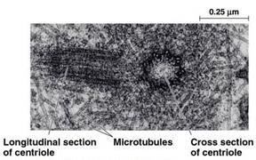 fehérje - γ-tubulin gyűrű > 13 monomer > nukleációs hely > meghatározza a mikrotubulusok szerkezetét > stabilizálja a ( )