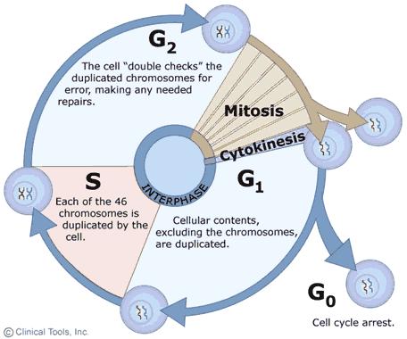 A sejtciklus Interfázis G 1 - növekedési fázis - 1x diploid, laza kromatinállomány - intenzív fehérjeszintézi felkészülés az S fázisra - hosszan tartó nyugalmi fázis,