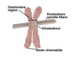 Kinezin: