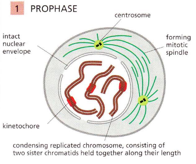 Profázis Kromatinkondenzáció kromoszómák Centromerek kialakulása a testvérkromatidák kapcsolódási pontjai