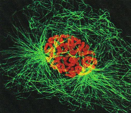 mikrotubuluasihoz kapcsolódnak A citocentrumok a sejt ellentétes oldalaira vándorolnak Az intermedier