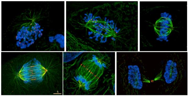 mikrotubulusok a kromoszómák