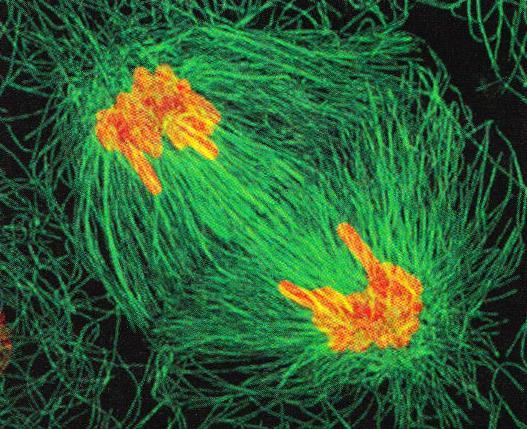 Telofázis Kromatidok elérik a pólusokat Kinetokor mikrotubulusok eltűnnek Laminok defoszforlilálódnak a