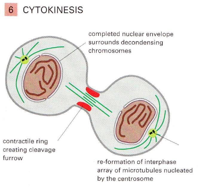 Citokinézis Kontraktilis aktomiozin