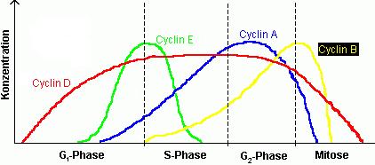 A sejtciklus szabályozása Ciklinek: - a sejtciklussal szinkron termelődő fehérjék - oszcilláló szintézis és degradáció Ciklindependens