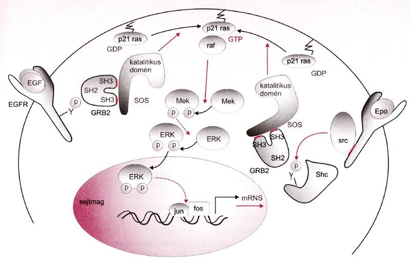 A sejtciklust befolyásoló szignálok Stressz szignálok p53 - tumorszupresszor fehérje - transzkripciós faktor - leállíthatja a sejtciklust - proapoptotikus Mitogén szignálok -