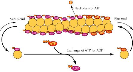 A mikrofilamentumok Aktinfilamentumok - 7-9 nm átmérő - kettős hélix Aktin 43 kda, 375 aminosav Osztályai: α-aktin β-aktin γ-aktin G-aktin (monomer) F-aktin (polimer) +vég -vég