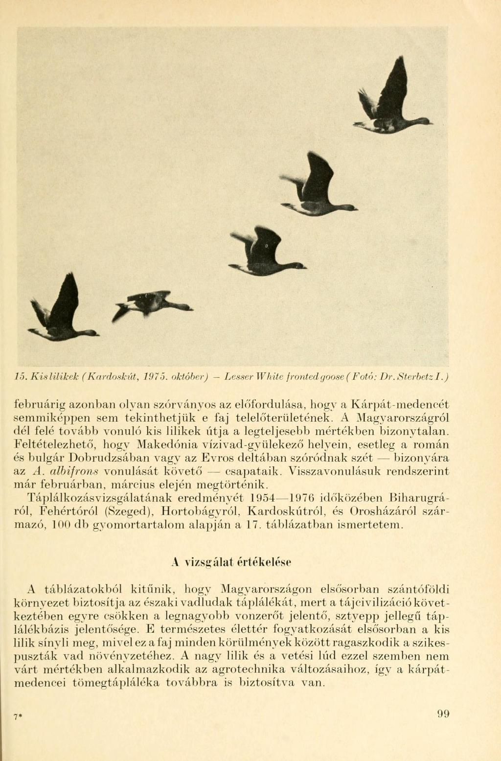 15. Kis lilikek (Kardoskút, 197ő. október) Lesser White fronted yoose ( Fotó: Dr. Sterbetz I.