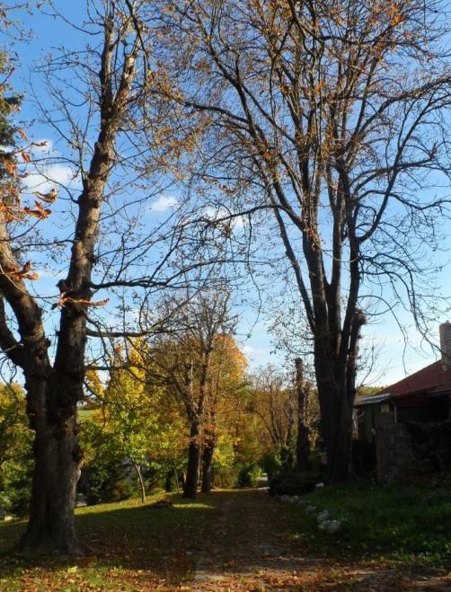 Használat szerint a belterület közhasználatú zöld infrastruktúrájának elemei lehetnek korlátlan közhasználatúak: közparkok, közkertek, fásított közterek, sétányok, fásított utak (fasorok), zöldsávok.