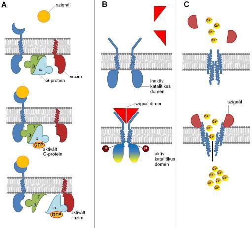 Receptorok Receptor: speciális felismerő fehérjék, melyek a hírvivő molekulákkal (ligand) kapcsolódva közvetítik azok hatását (ligandspecificitás).