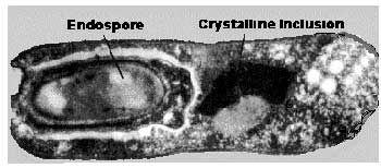 1 µm átmérő, 2-5 µm hosszú pálca A spóra