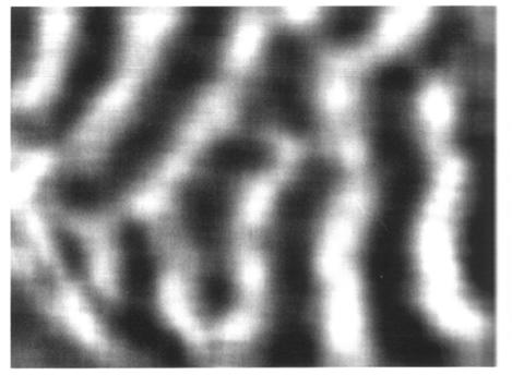 21/27 okuláris dominancia kolumnák majom elsődleges látókérgének 8x5 mm területén, intrinsic optikai jel alapján a jobb szemhez tartozó kolumnák világosak, a balhoz tartozók sötétek orientációs