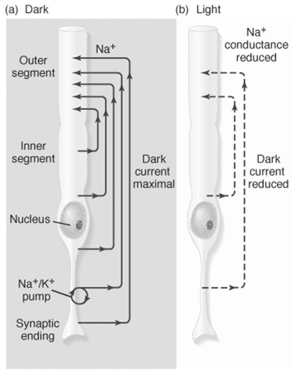 A pálcika működése Eckert: Animal Physiology, W.H.Freeman and Co., N.Y.,2002, Fig.