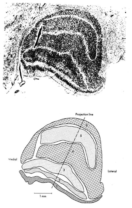 1997, Fig. 37-37.