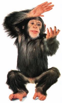 csimpánzt és a bonobót vagy törpecsimpánzt kell megfigyelni.