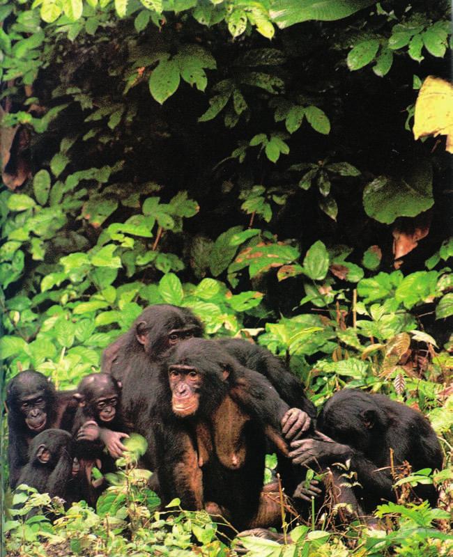 Mindentudás Egyeteme Csimpánzkultúrák: a fôemlôsök etológiai vizsgálata néhány évtizede egy teljesen új irányzattal, a különbözô fôemlôs-, legtöbbször csimpánzpopulációkban megfigyelhetô, eleinte