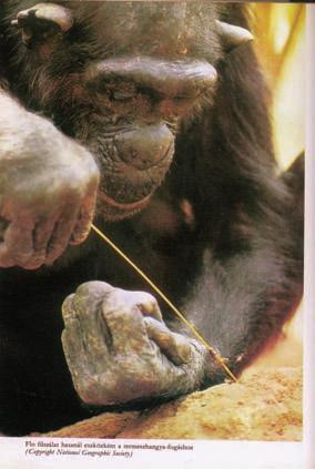 A nôstény csimpánz termeszeket halászik is keresik egymás társaságát természetesen ez csak az adott területen belül élôkre vonatkozik. A területhatáron kívüliek más kategóriába tartoznak.