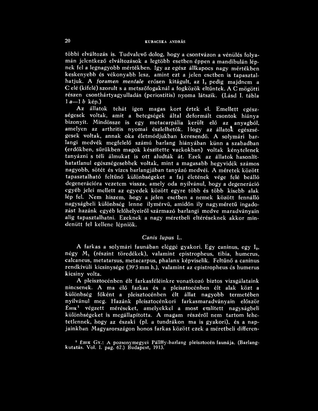 A foramen mentale erősen kitágult, az I3 pedig majdnem a C elé (kifelé) szorult s a metszőfogaknál a fogközök eltűntek. A C mögötti részen csonthártyagyulladás (periostitis) nyoma látszik. (Lásd I.