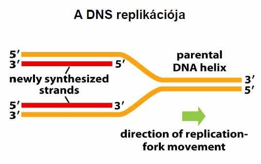 8. kép: A DNS replikációja 1 Az ábrán a számok 3 és 5 azt jelzik, hogy a DNS szálak azok