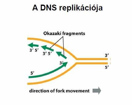 kép: A DNS replikációja 2 A DNS kiíró enzimek másolása egyirányú.