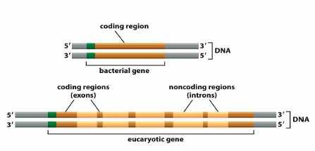 kép: A kiíró enzim működése vázlatosan A kép egy több fehérje molekulából álló enzim-komplexet mutat be, ami a DNS átírását végzi.
