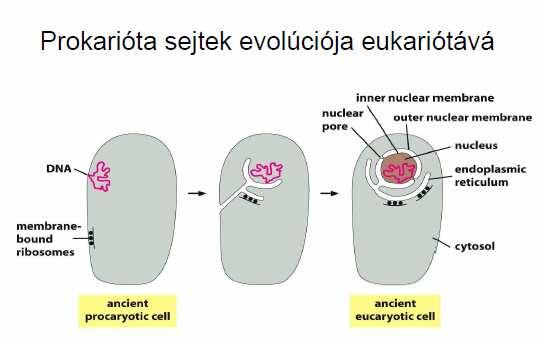 Az eukarióta sejt (jobb oldali): Ebben rengeteg sejtalkotó van. Szinte mindegyiket biológiai membránok határolják. A barnás színű a sejtmag.