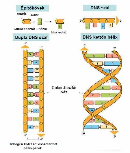 4. kép: A DNS molekula szerkezete (leegyszerűsített ábra) Az alap három egység: Kis sárga karika: foszfát (foszfor sav csoport), mellette okker sárga rész a cukor (ez DNS esetében dezoxiribóz, ettől