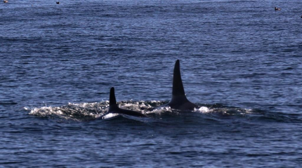 épp kilépett a kabinból és így kiáltott: gyorsan-gyorsan, itt van egy orca.