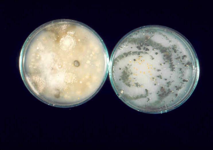 Trichoderma-tartalmú biokontroll