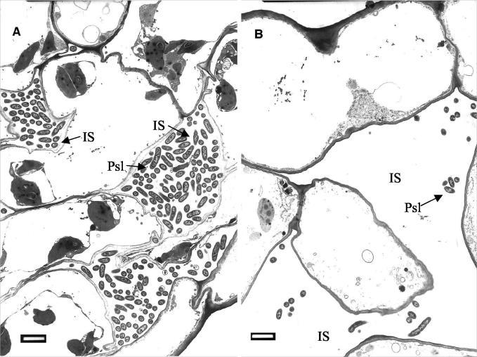 A Trichoderma antagonizmus háttere Növény növekedésének serkentése (kórokozó hiányában is), feltételezett mechanizmusok: hormonszerű vegyületek termelése talaj