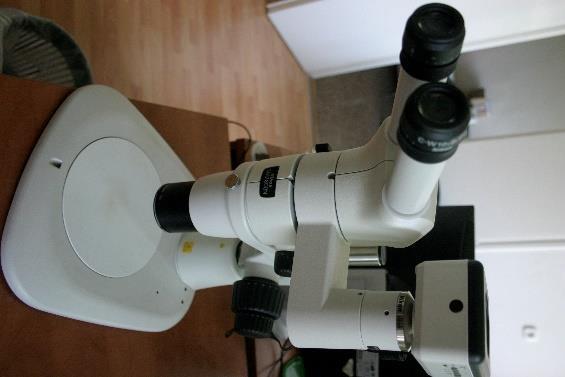 8 Euedaphic Collembola (Coecobrya magyari, Folsomia 0.5-1.