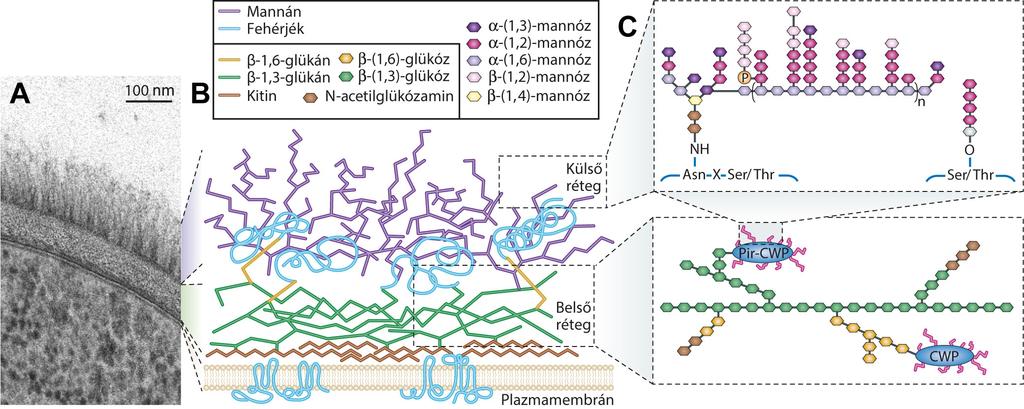 kereszt-kötésekkel kapcsolódnak egymáshoz. C. albicans esetében a β-1,3-glükán kapcsolódik a kitinhez és a β-1,6-glükánhoz.